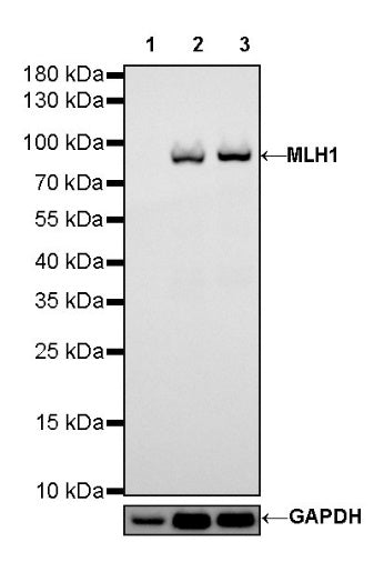 MLH1 Recombinant Rabbit mAb (SDT-112-50)