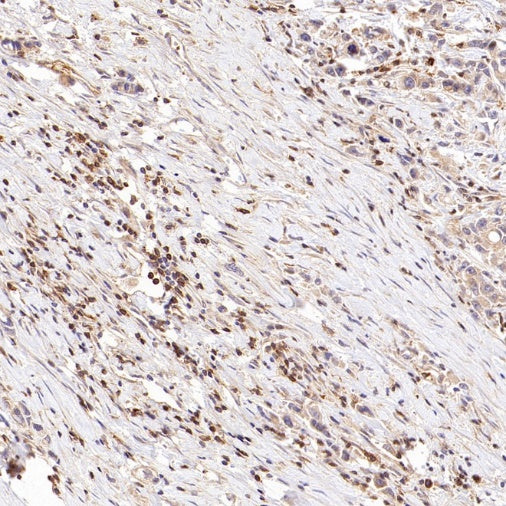 CD100/Semaphorin-4D Recombinant Rabbit mAb (S-3651-16)