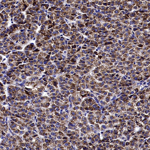 MFG1-E8 Recombinant Rabbit mAb (S-2530-74)