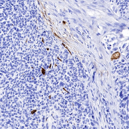 DPEP1 Recombinant Rabbit mAb (S-R293)