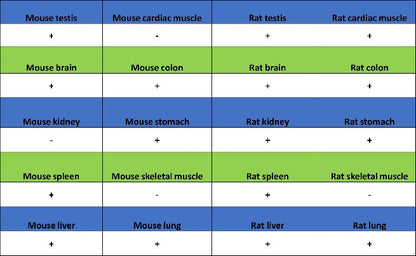 TOX Recombinant Rabbit mAb (S-2296-44)