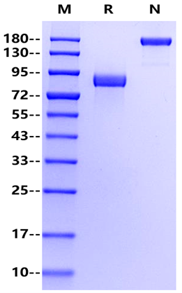 DDR1 mFc Chimera Protein, Mouse