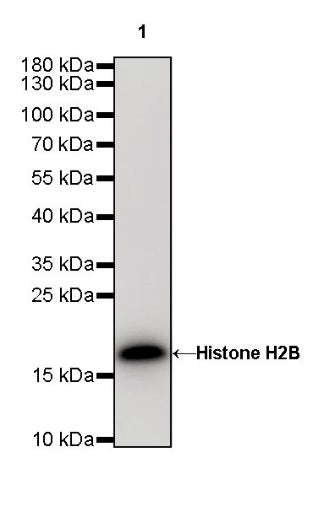 Histone H2B Recombinant Rabbit mAb (S-R214)