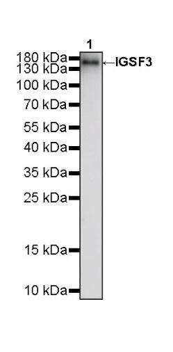 IGSF3 Recombinant Rabbit mAb (S-3009-207)