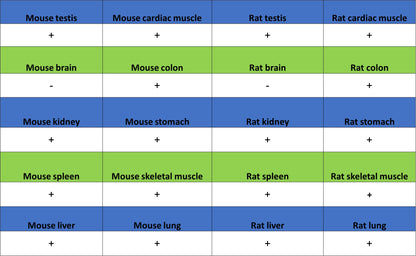 Caspase-12 Recombinant Rabbit mAb