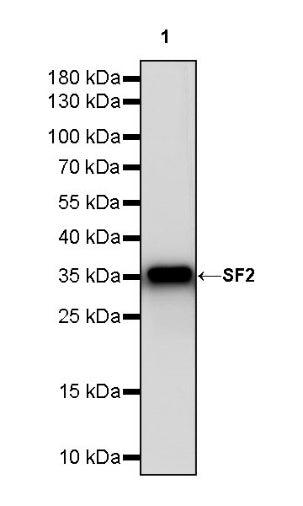 SF2 Recombinant Rabbit mAb (S-1845-27)