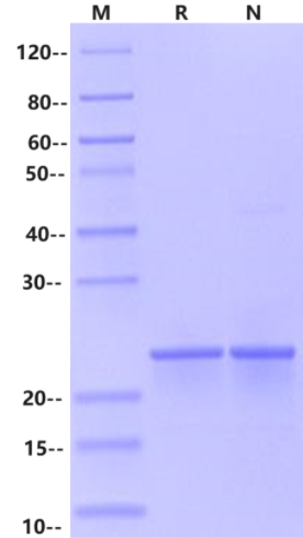 FGF-10 Protein, Rat