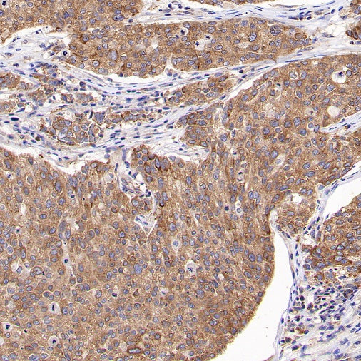 G3BP1 Rabbit Polyclonal Antibody