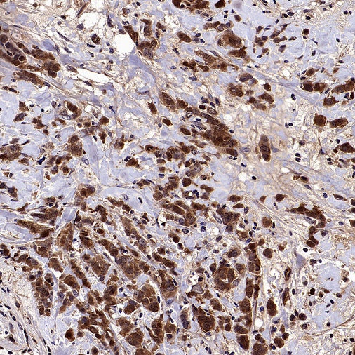 Phospho-eIF4E (Ser209) Recombinant Rabbit mAb (S-2652-195)