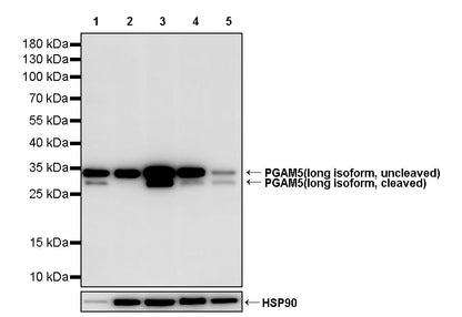PGAM5 Recombinant Rabbit mAb (S-3980-76)