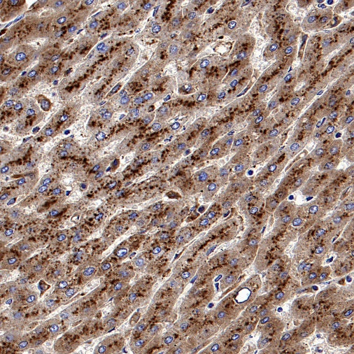 Apo-D Recombinant Rabbit mAb (S-1869-50)