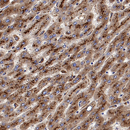 Apo-D Recombinant Rabbit mAb (S-1869-50)