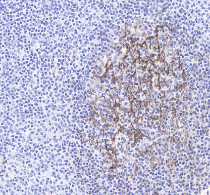 S-RMab® CD23 Recombinant Rabbit mAb (SDT-028-67)
