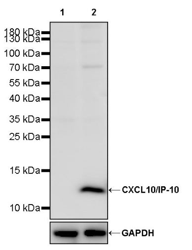 CXCL10/IP-10 Recombinant Rabbit mAb (S-1910-59)