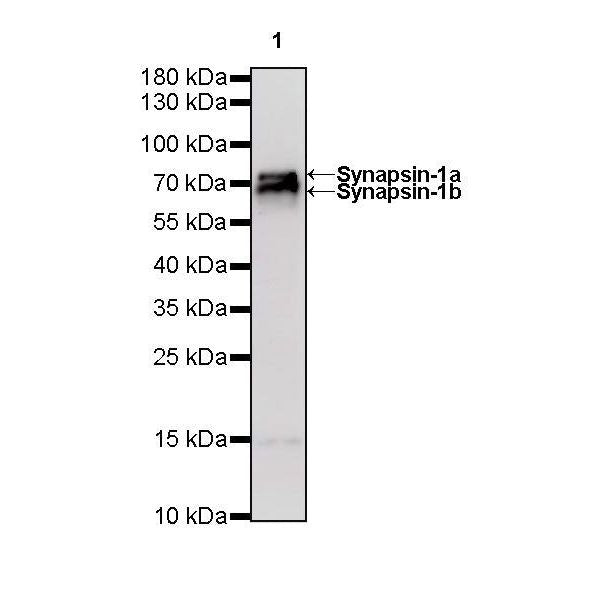Product image media