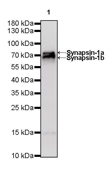 Synapsin-1 Recombinant Rabbit mAb (S-550-7)