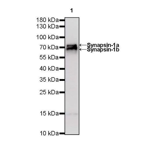 Product image media