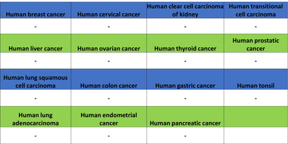 SV2A Recombinant Rabbit mAb (S-4049-16)