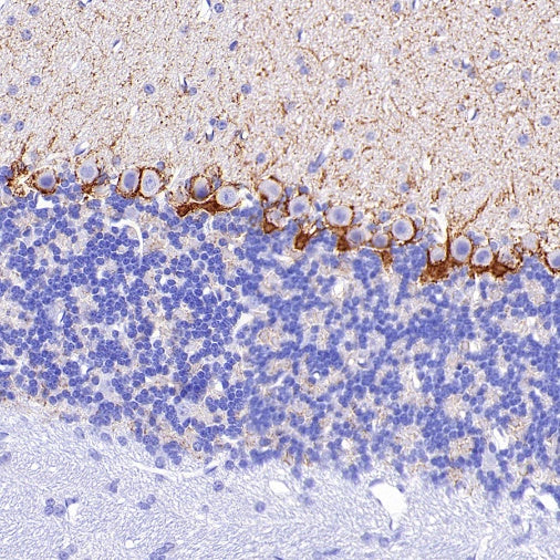 SLC6A1 Recombinant Rabbit mAb (SDT-2424-278)