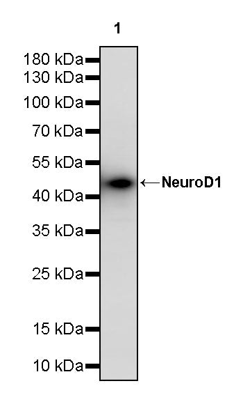 NeuroD1 Recombinant Rabbit mAb (S-3843-10)