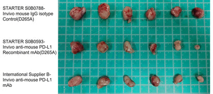 Invivo anti-mouse PD-L1 Recombinant mAb (D265A)