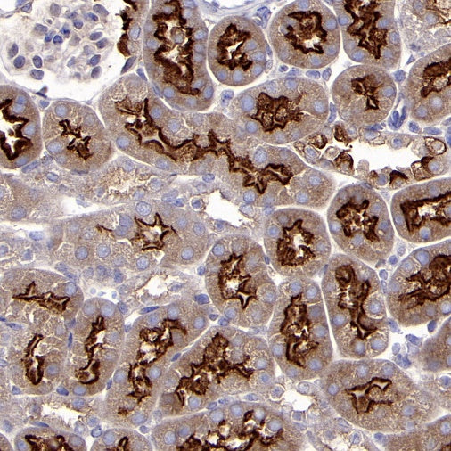 eIF3B Rabbit polyclonal antibody