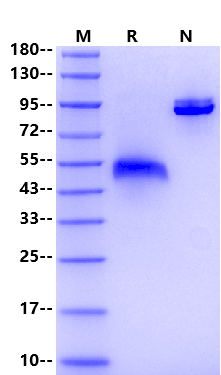 R-Spondin2/RSPO2 Protein, Mouse