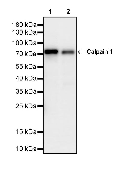 Calpain 1 Recombinant Rabbit mAb (S-3797-41)