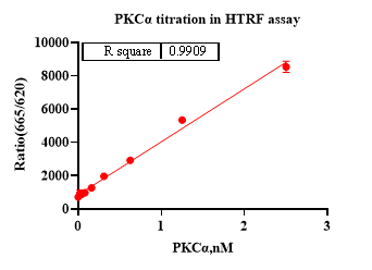 PKCα Protein