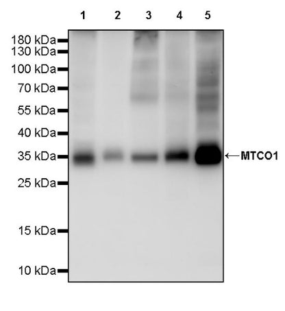 MTCO1 Recombinant Rabbit mAb (S-2205-28)