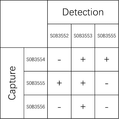 Trypsin Recombinant Rabbit mAb (SDT-2433-62)