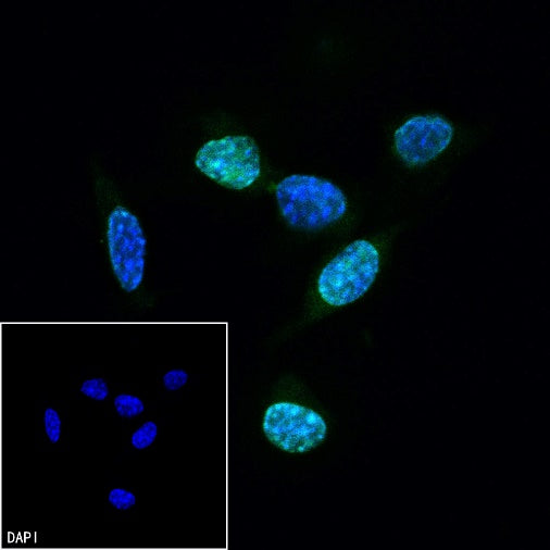 Ki67 Recombinant Rabbit mAb (Alexa Fluor® 488 Conjugate) (SDT-R459)