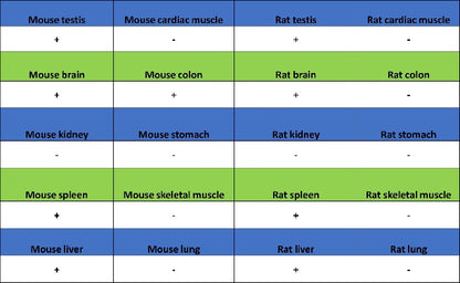 FYN Recombinant Rabbit mAb (S-2157-52)