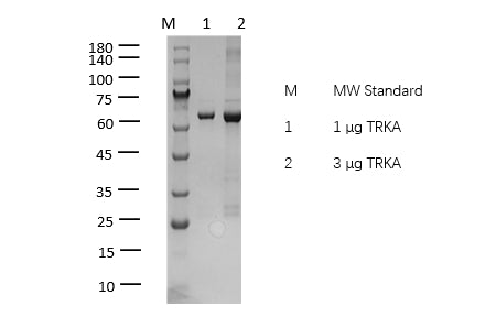 TRKA(NTRK1) Protein