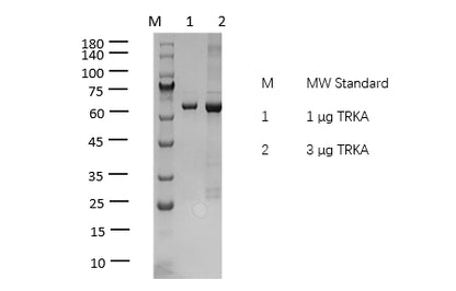 TRKA(NTRK1) Protein