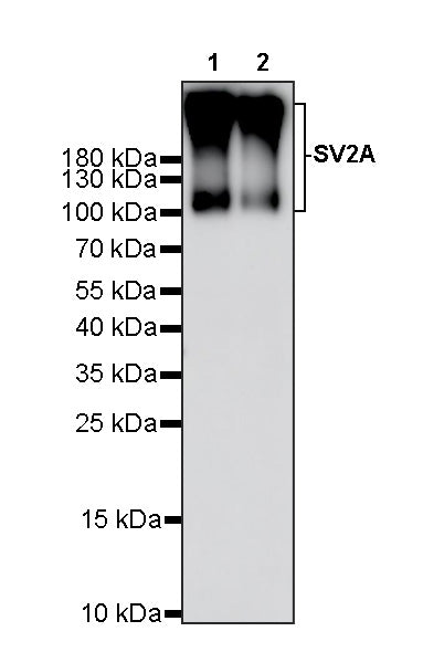 SV2A Recombinant Rabbit mAb (S-3732-3)