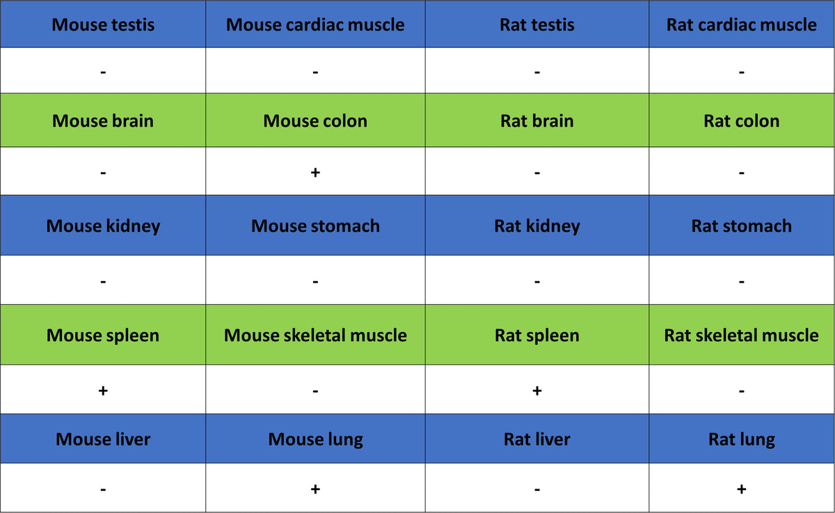 CCL21 Recombinant Rabbit mAb (S-3198-156)