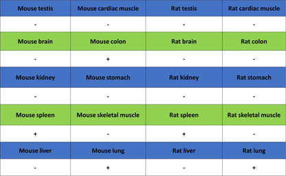 CCL21 Recombinant Rabbit mAb (S-3198-156)