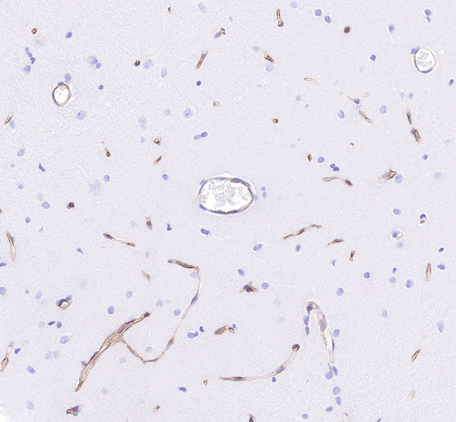 CD34 Recombinant Rabbit mAb,PBS Only (SDT-051-68)