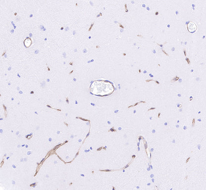 CD34 Recombinant Rabbit mAb,PBS Only (SDT-051-68)