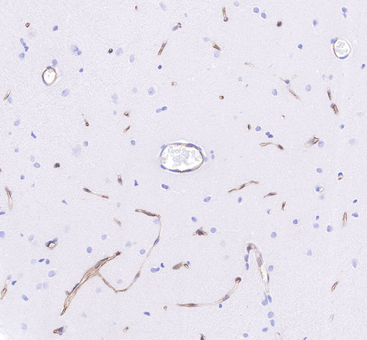 CD34 Recombinant Rabbit mAb,PBS Only (SDT-051-68)