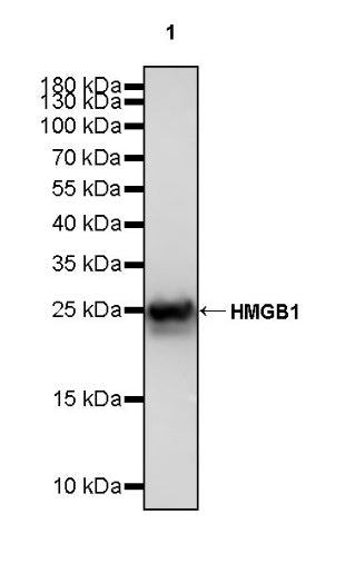 HMGB1 Rabbit polyclonal antibody