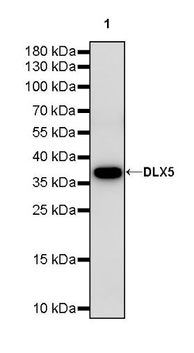 DLX5 Recombinant Rabbit mAb (S-2785-79)
