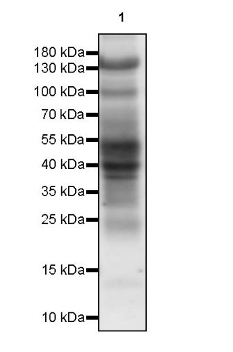S-RMabMixTM Crotonyllysine Rabbit mAb