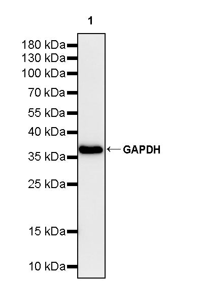 GAPDH Recombinant Rabbit mAb (HRP Conjugate) (S-240-147)