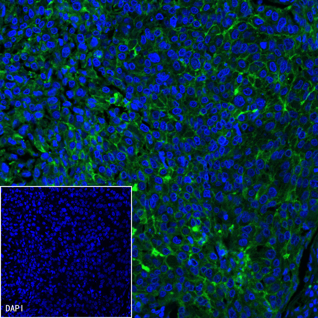 B7-H4 Recombinant Rabbit mAb,PBS Only (SDT-314-447)