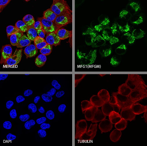 MFG1-E8 Recombinant Rabbit mAb (S-2530-74)