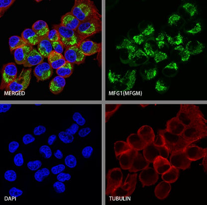 MFG1-E8 Recombinant Rabbit mAb (S-2530-74)