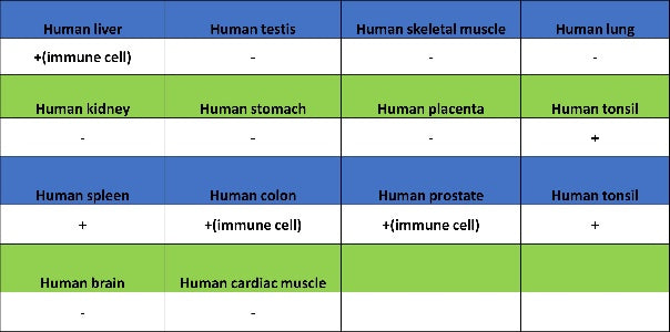 EBV Induced Gene 2/EBI2 Recombinant Rabbit mAb (S-5946)