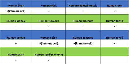 EBV Induced Gene 2/EBI2 Recombinant Rabbit mAb (S-5946)